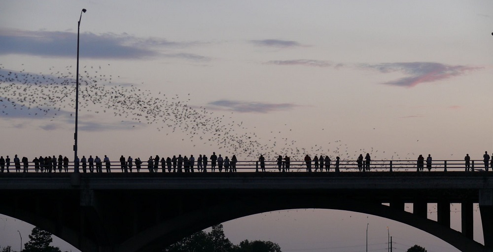 People standing on bridge at dusk watching bats in the sky