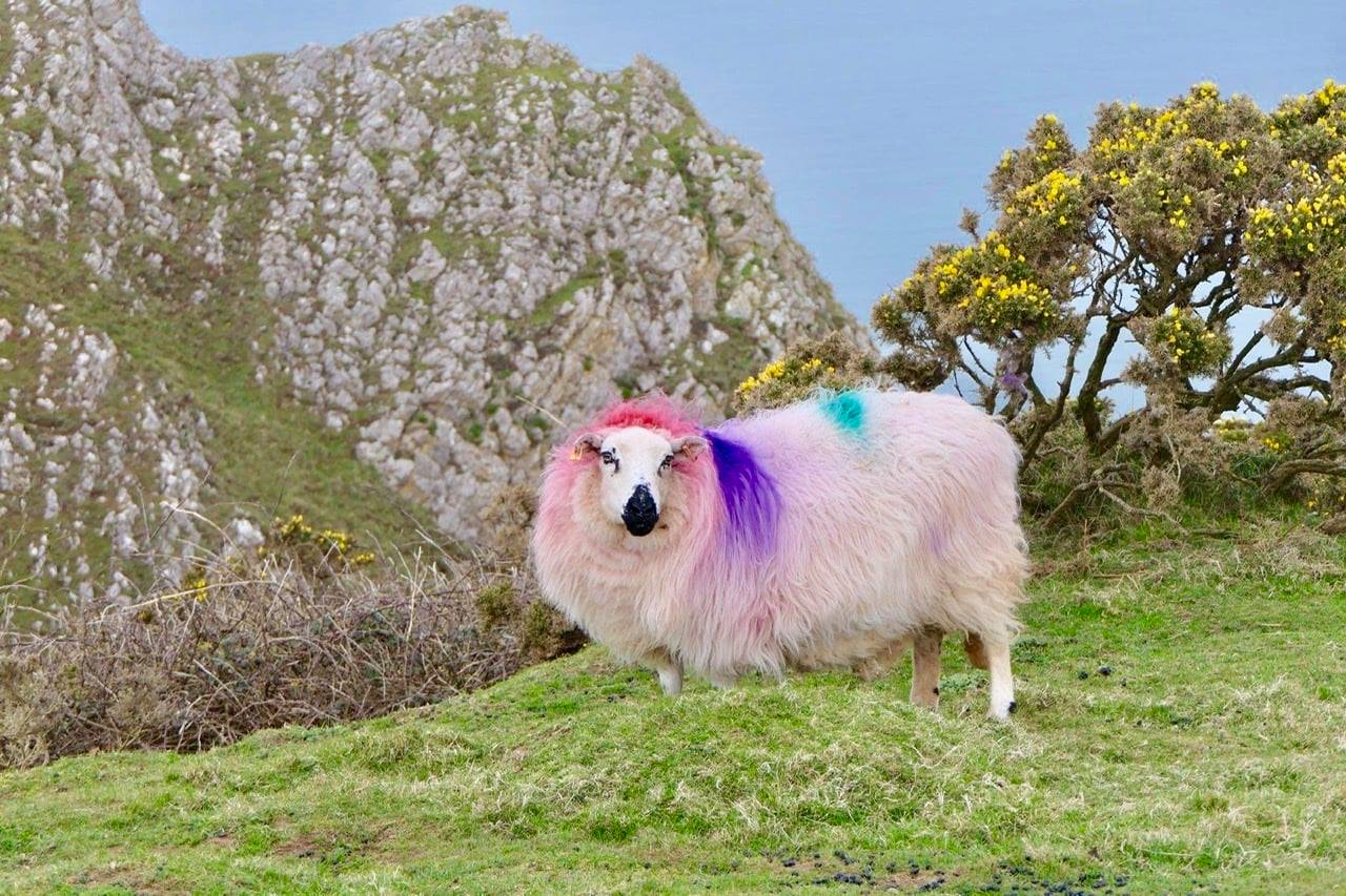 a sheep stands in a field covered in colorful dye 