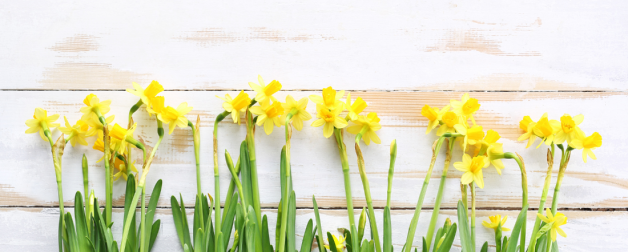 yellow flowers in front of a wooden background